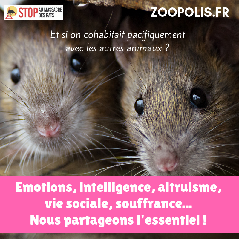 La mort aux rats, mortelle pour nos animaux de compagnie - Poigny-la-Forêt