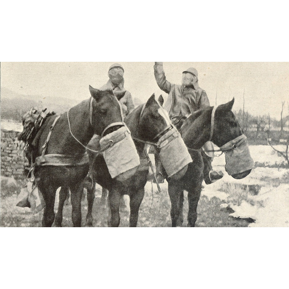 Rendons hommage aux animaux de guerre Paris Animaux Zoopolis