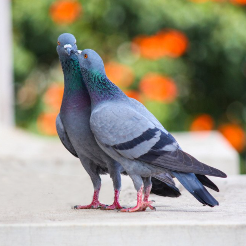 Why Do Pigeons Mate For Life?
