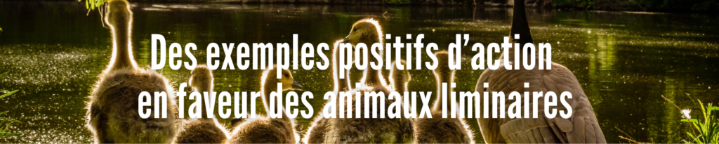 actions liminaires