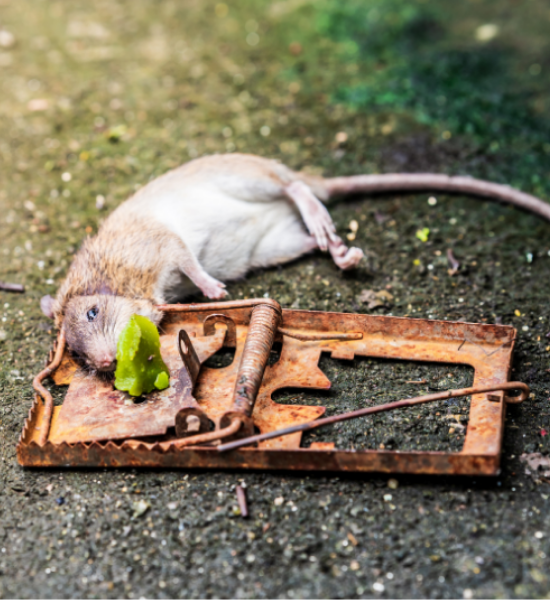 En combien de temps meurt un rat empoisonné ?