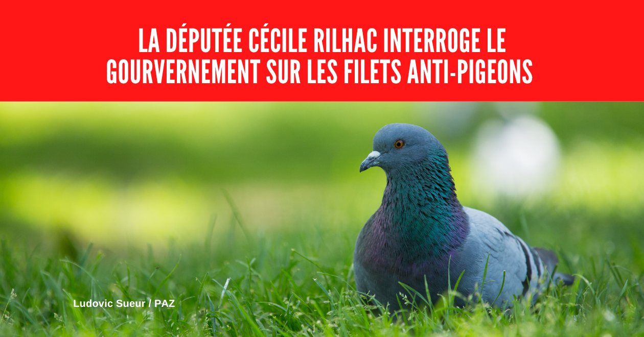 La Députée Cécile Rilhac interroge le gouvernement sur les filets anti- pigeons - PAZ