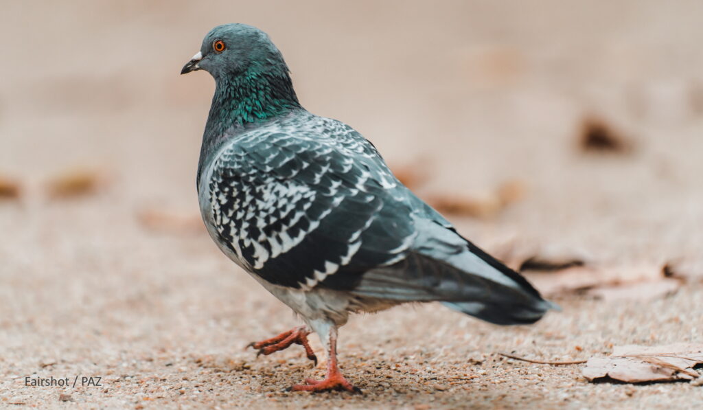 Oise : «Pigeon Pigeon», le petit jeu de société qui monte - Le Parisien