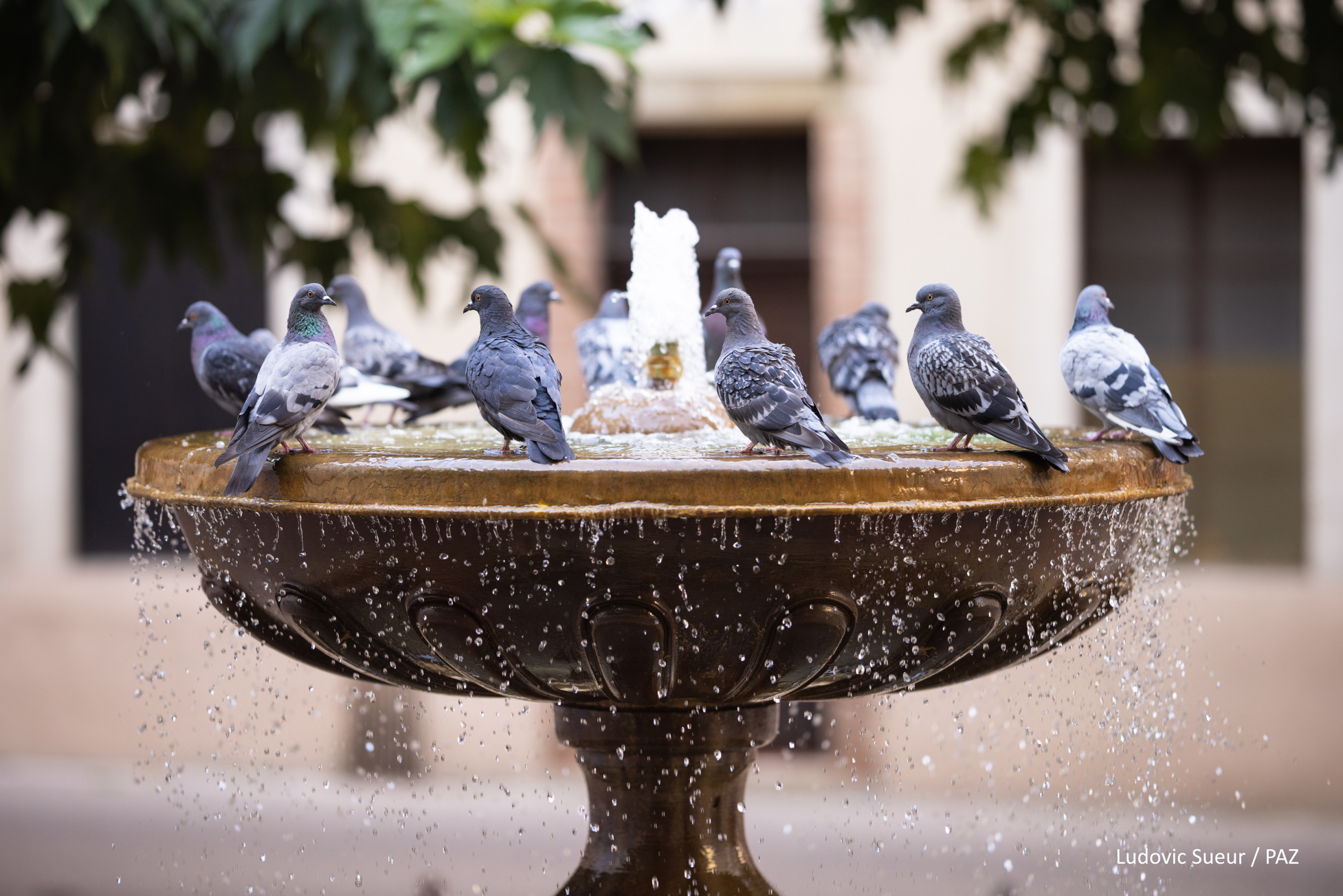 sueur_pigeons_fontaine
