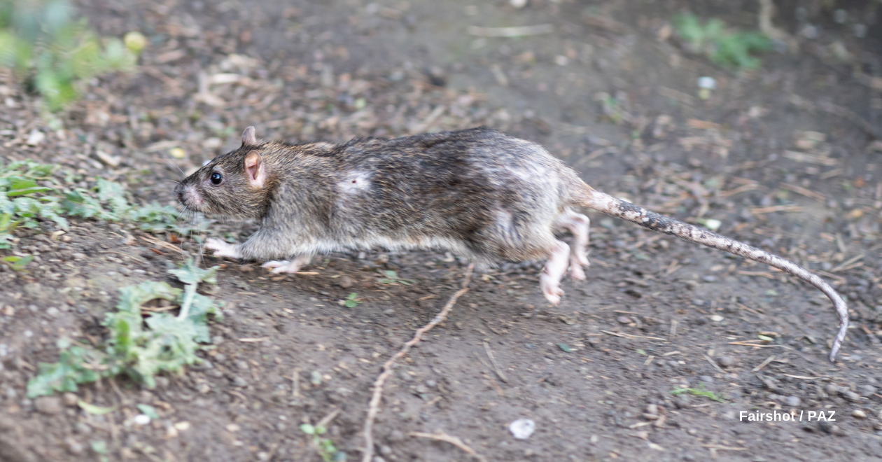 Résumé de la MIE de Strasbourg portant sur les rats - PAZ