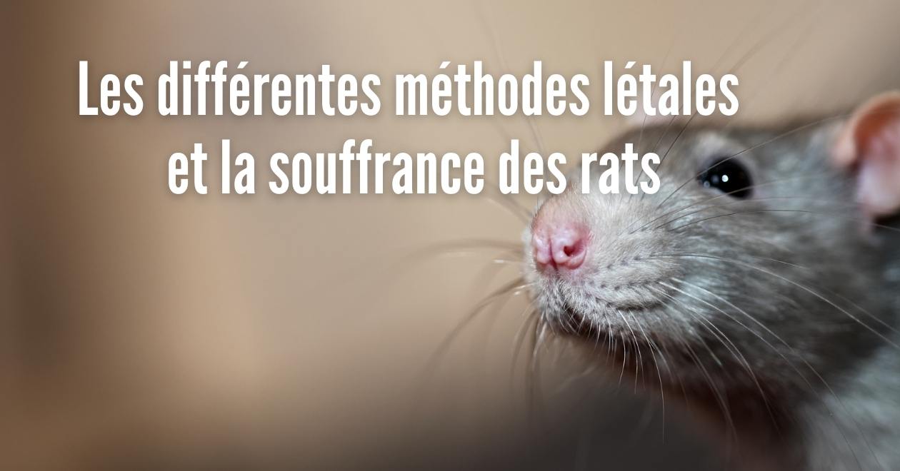 Résumé d'une étude sur les différentes méthodes létales et la souffrance  des rats - PAZ