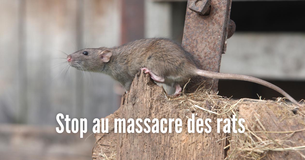 Résumé de la MIE de Strasbourg portant sur les rats - PAZ