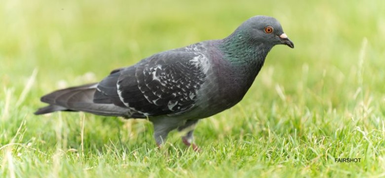 Photo d'un pigeon par Fairshot