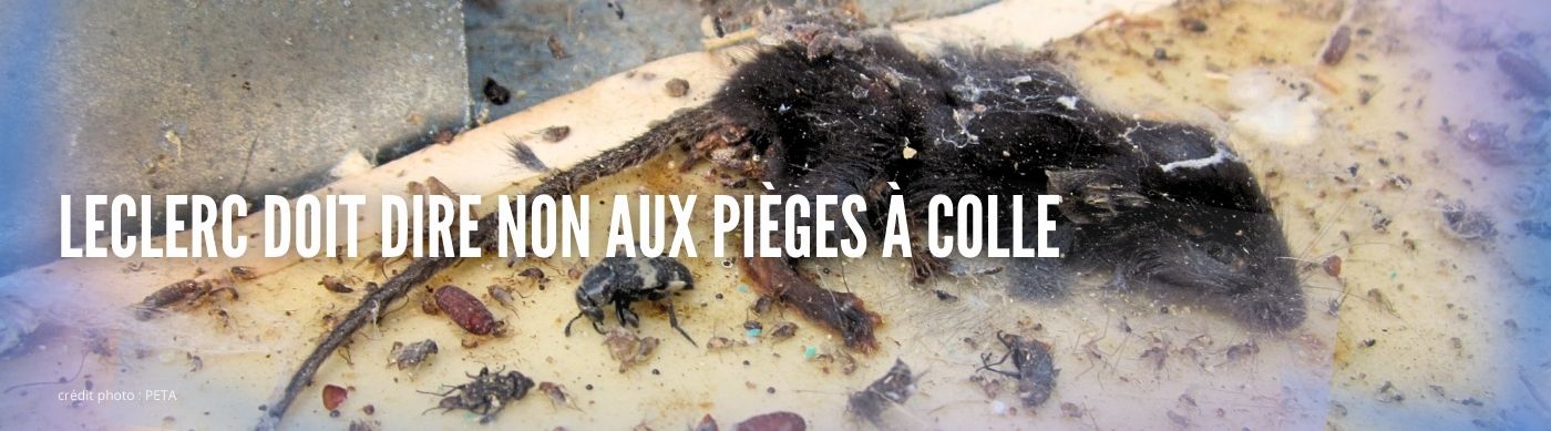 Leclerc doit dire non aux pièges à colle