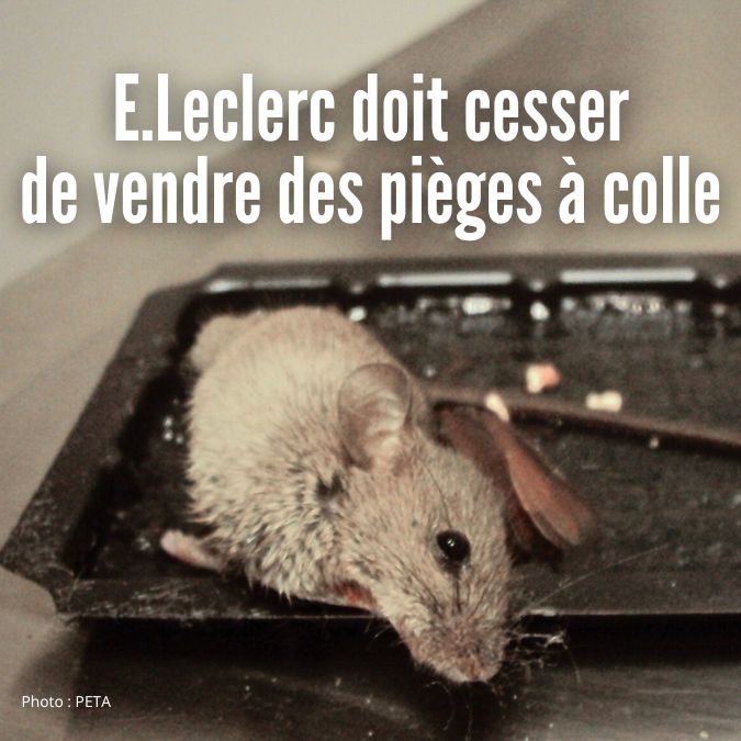 image de rat pris au piège dans une plaque de colle - Leclerc doit dire non aux pièges à colle.