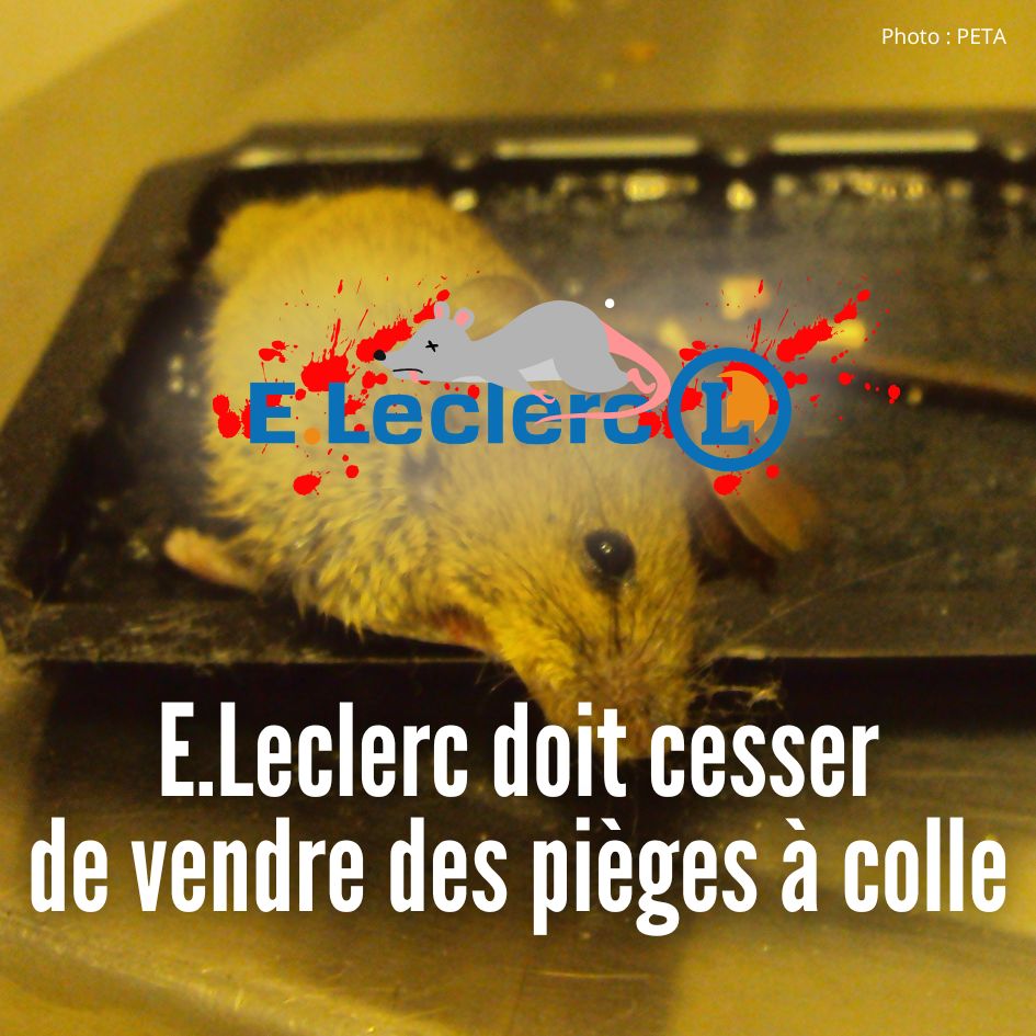 image de rat pris au piège dans une plaque de colle - Leclerc doit dire non aux pièges à colle.