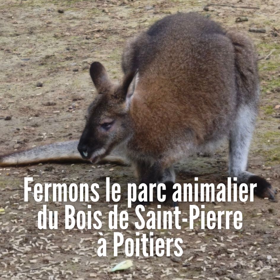 Fermons le parc animalier du bois de Saint-Pierre à Poitiers, sur fond d'un wallaby malade du parc.