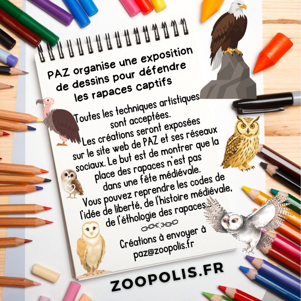 art rapaces dessin