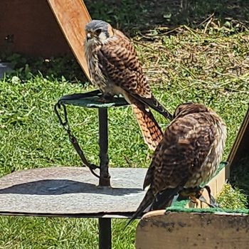 rapaces Azincourt