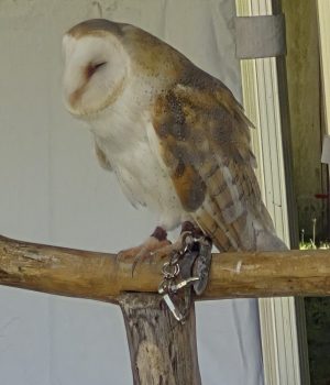 rapaces Dourdan