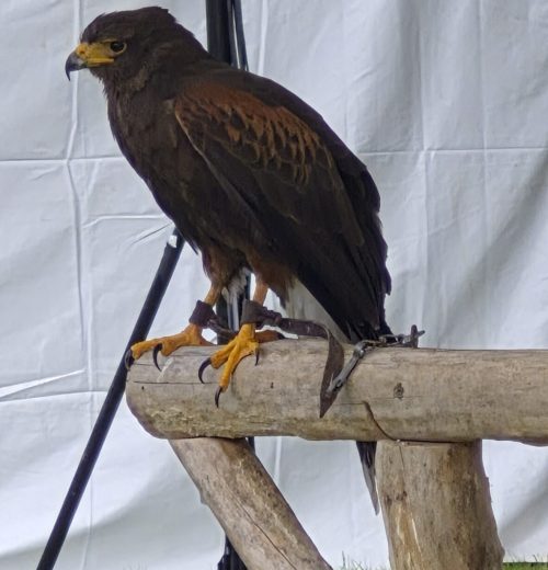 rapaces Dourdan