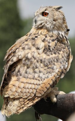 rapaces Compans