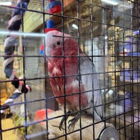 Photo PAZ prise le 7 mars 2026 au Truffaut Paris 13e :
Rosario, un perroquet cacatoès Rosalbin dont PAZ a révélé une vidéo. Il était enfermé au sous-sol du magasin Truffaut et ne voyait jamais la lumière du jour. Cette situation durait depuis des mois.