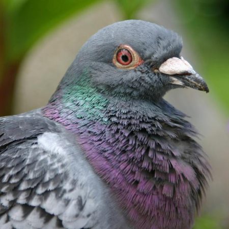 pigeon canva