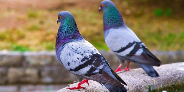 pigeons pigeons