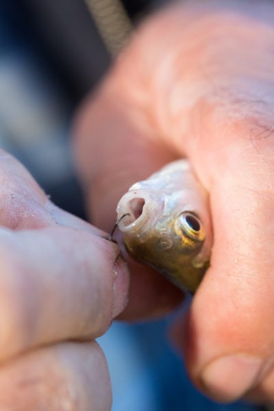 Retrait de l'hameçon sur poisson pêché 02