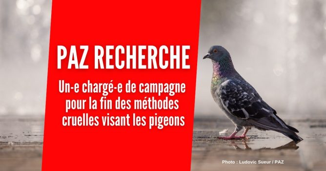 paz-recherche-campagne-pigeons
