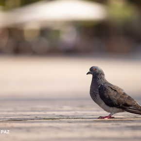 pigeon_place_sueur