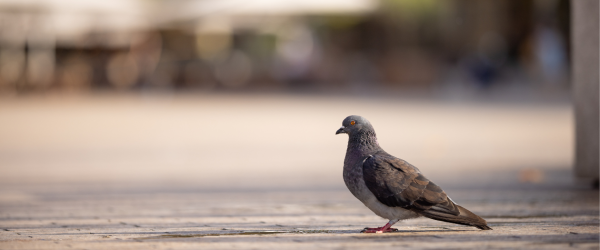 pigeon_place_sueur