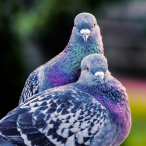 pigeons_couple
