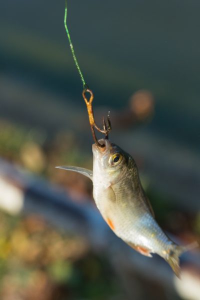 poisson appat accroché par la bouche 01