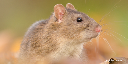 rat_agathe_laurent