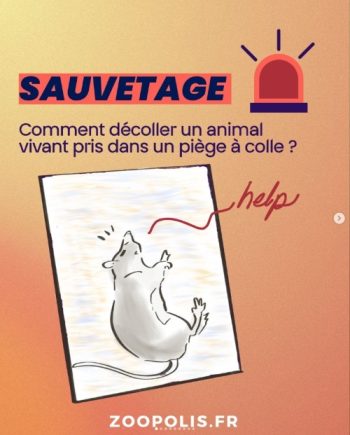 Image d'un dessin d'un rat sur une plaque qui dit "help" surmonté du titre "sauvetage : comment décoller un animal vivant pris dans un piège à colle ?"