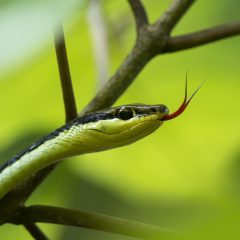 serpent_photo4