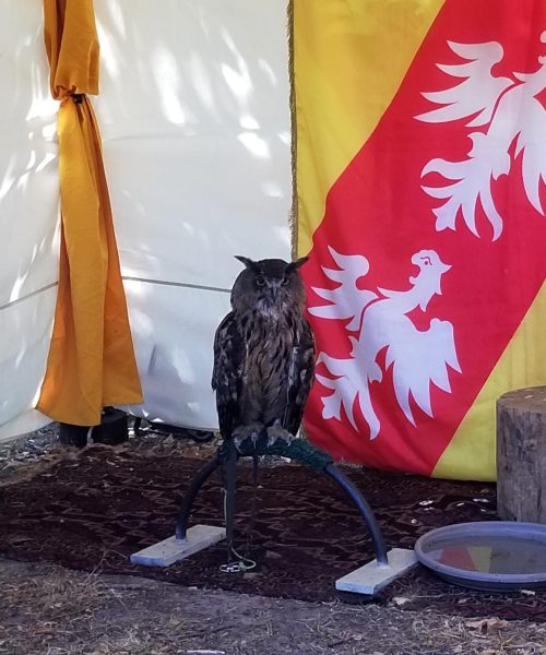 rapaces Forbach