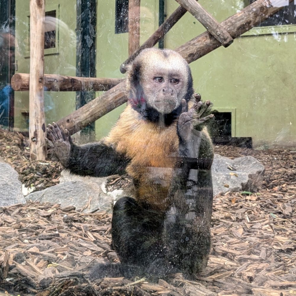 singe zoo de Lyon 2024