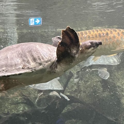 Tortue à l'Aquarium la Porte Dorée