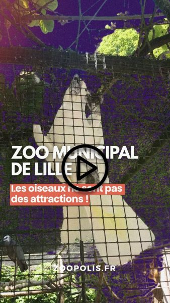 zoo municipal lille couv